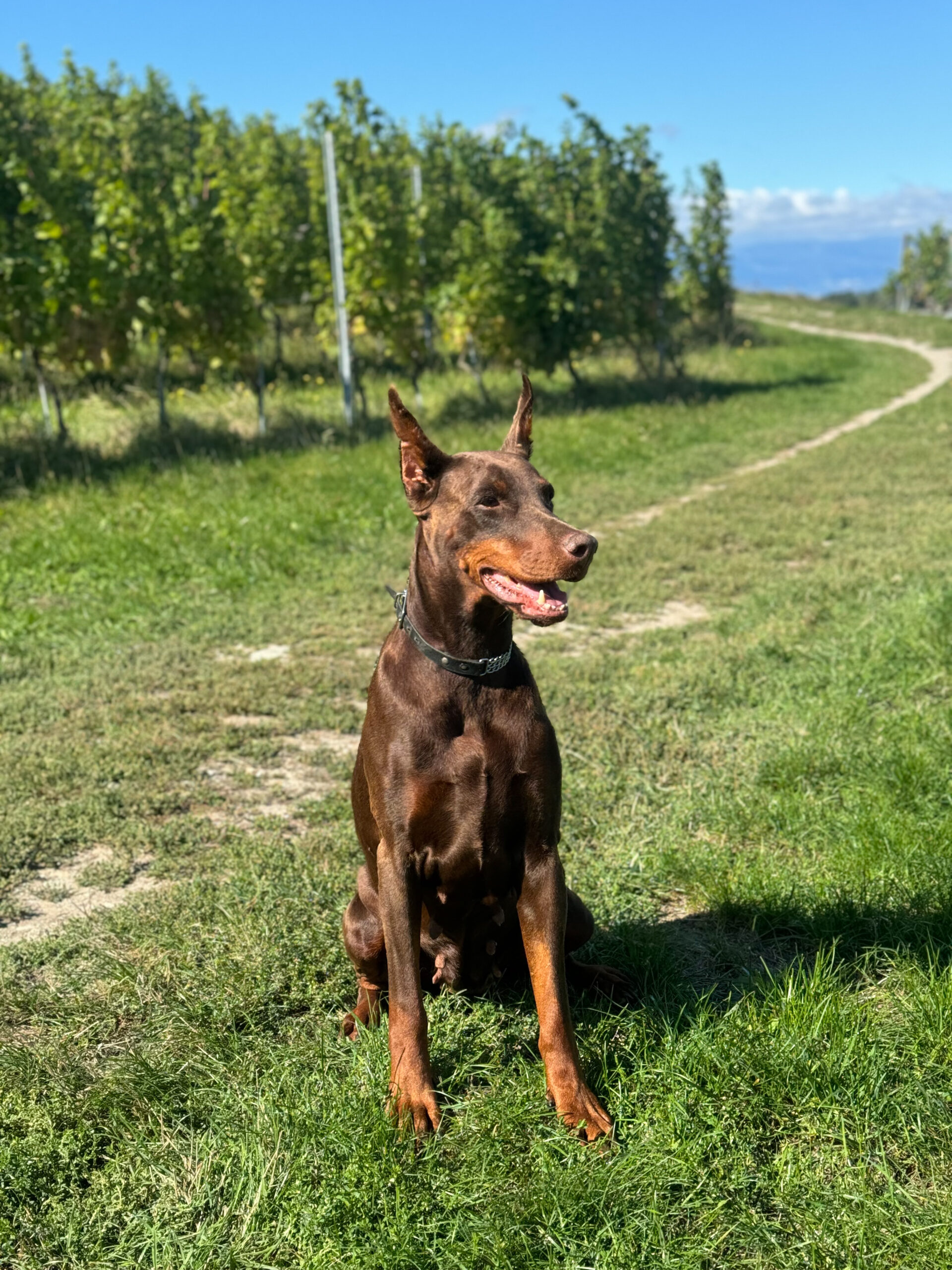 Alaska, Dobermann de 8 ans, avant son opération.