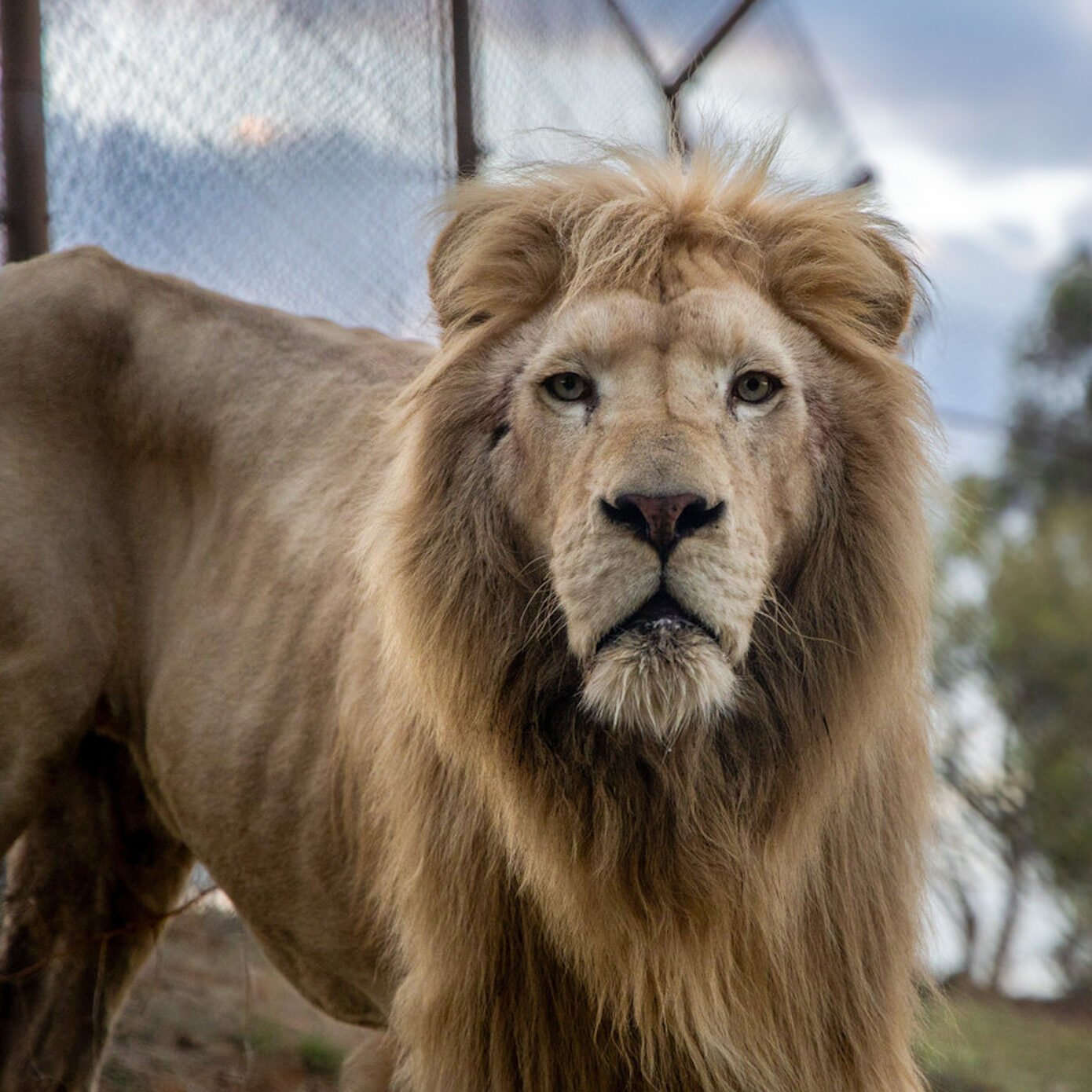 ROMEO<br>© FOUR PAWS (Edition : Fondation LAE)