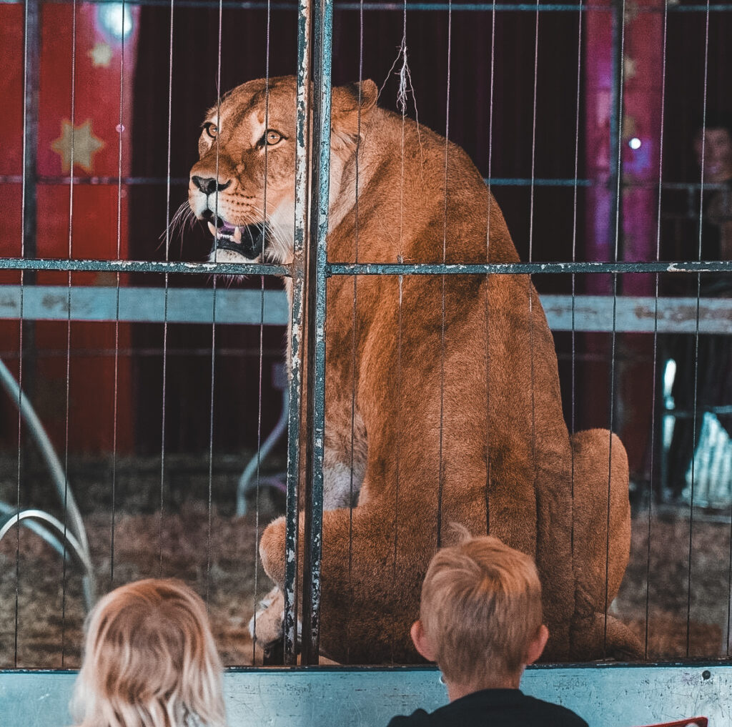 Manuschka, lionne provenant d'un cirque et recueillie par QUATRE PATTES.