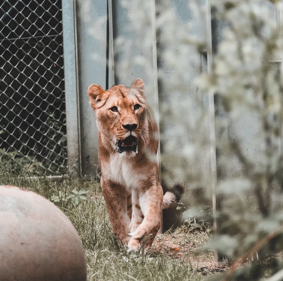 Manuschka, lionne sauvée par QUATRE PATTES. Se trouve au sanctuaire FELIDA.