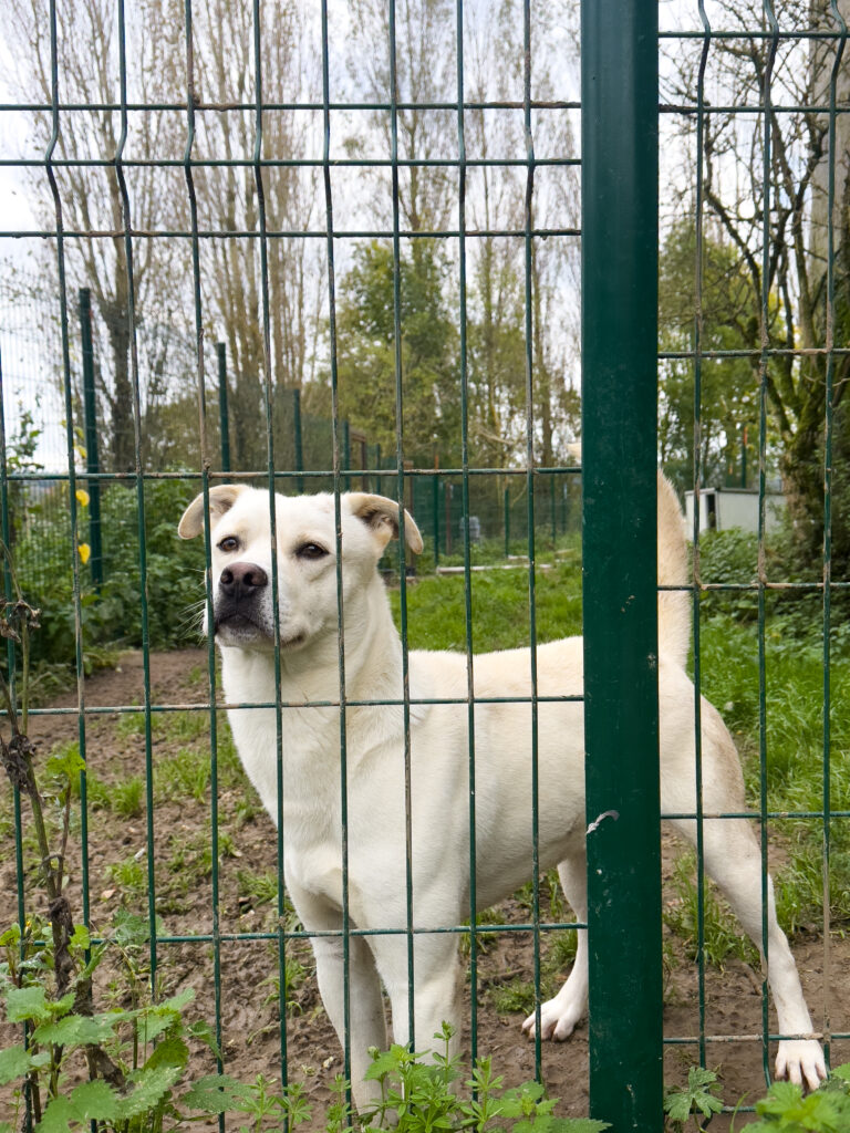 Trésor, husky croisé labrador, se trouvant à AVA