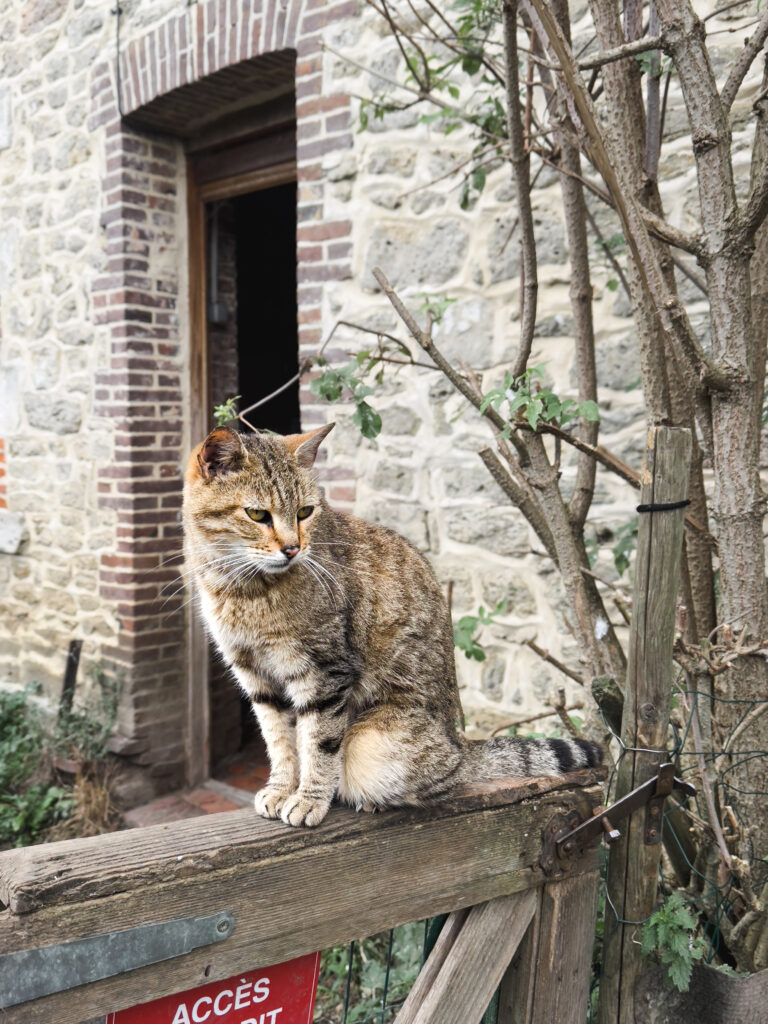 bagheera, chat croisé bunggal