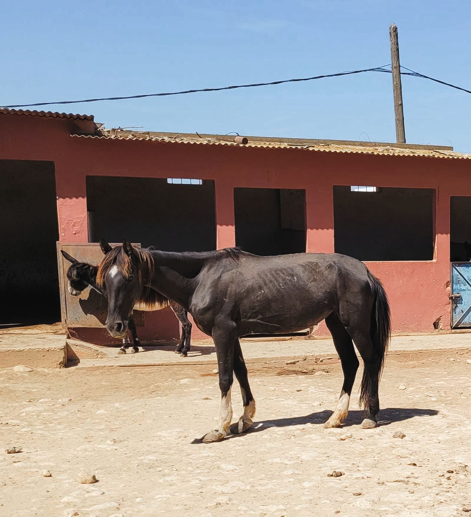 <strong>ADÉLAÏS</strong>