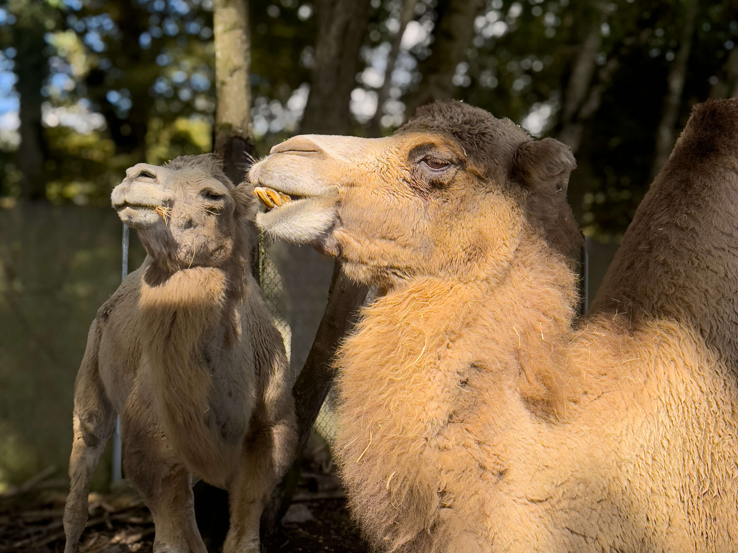 Antoschka, chamelle de 22 ans recueillie par le Bioparc Genève.