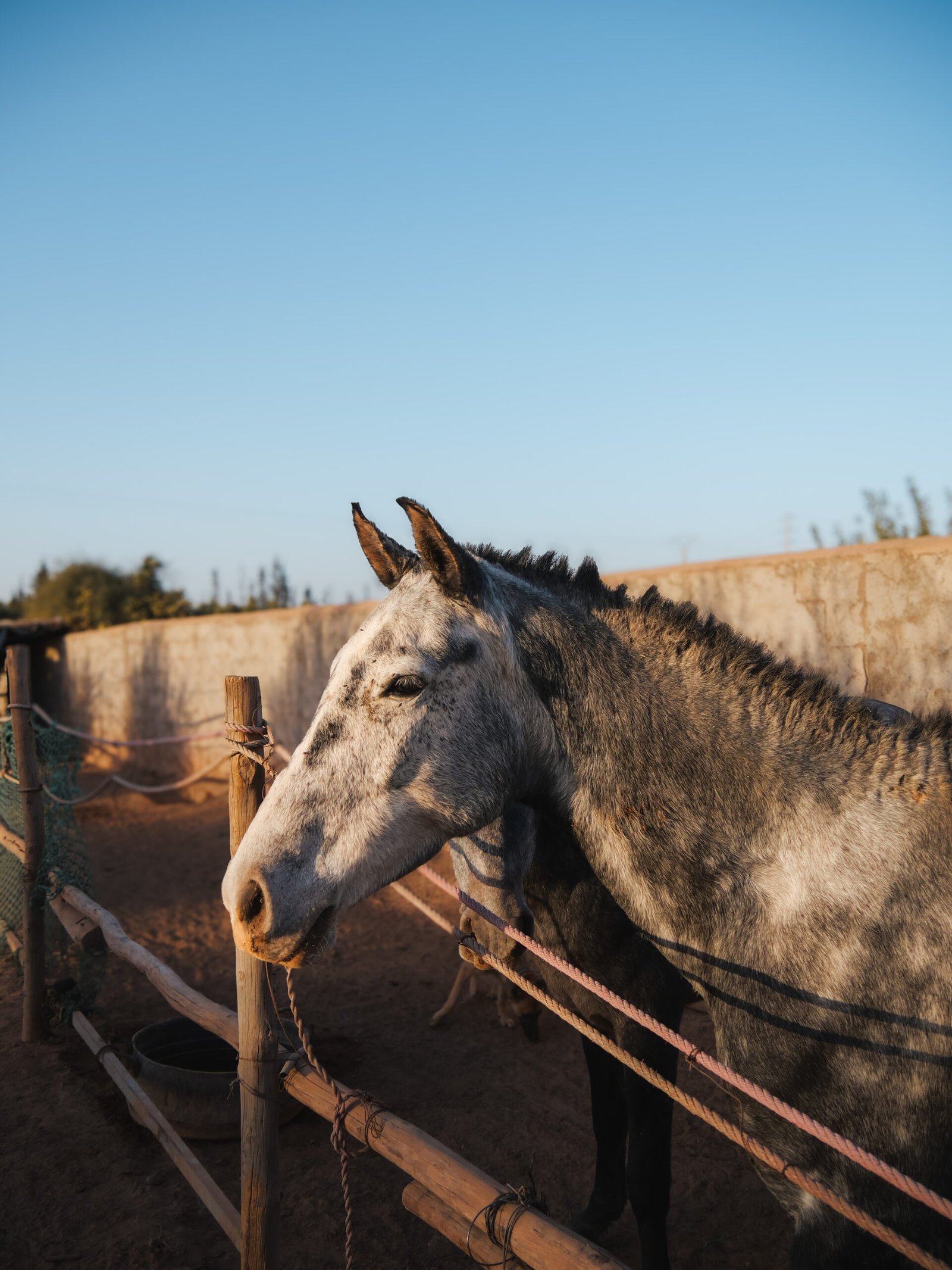 Dogalo - PAM - Fondation LAE