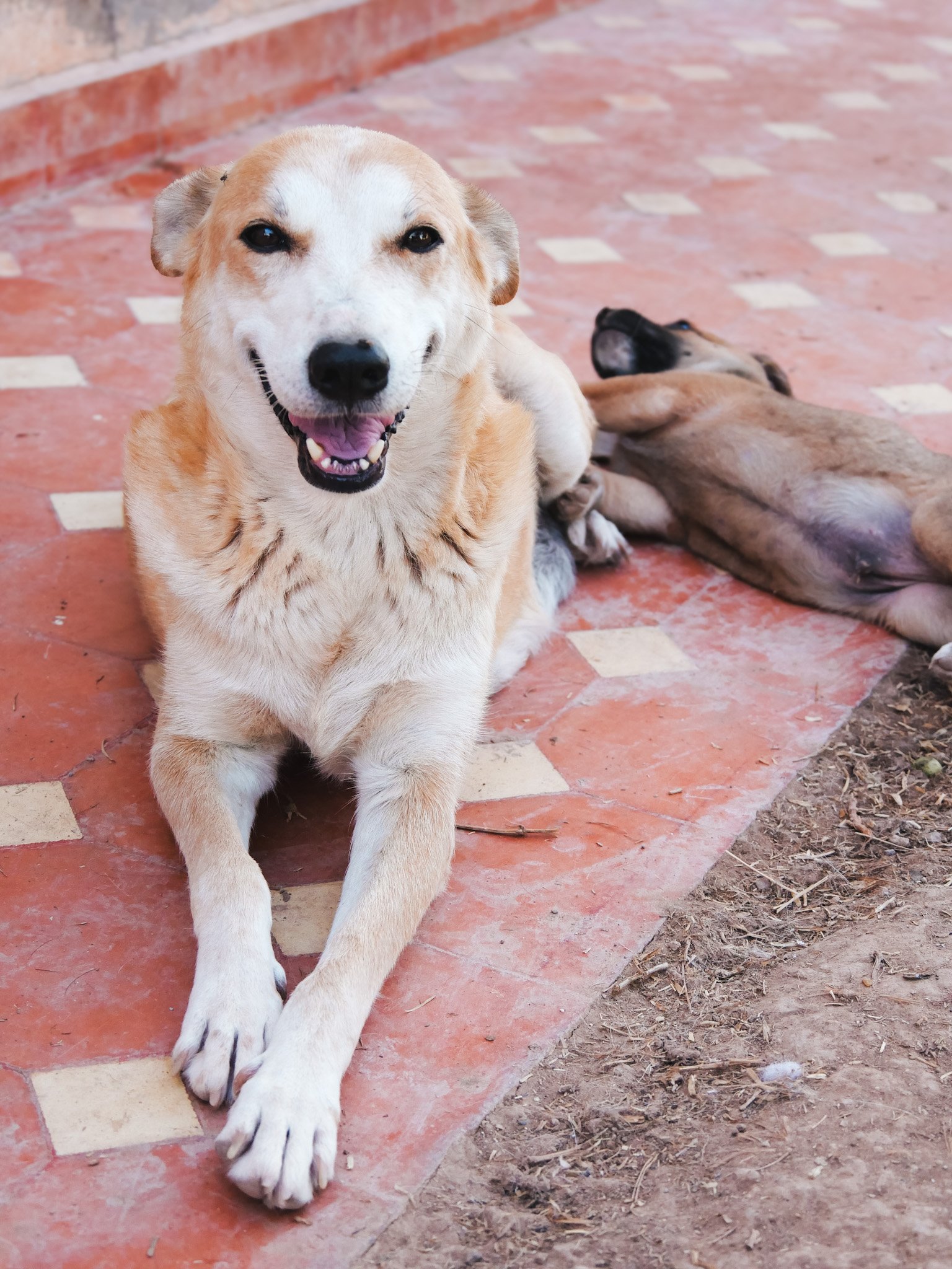 Diva - PAM - Fondation LAE