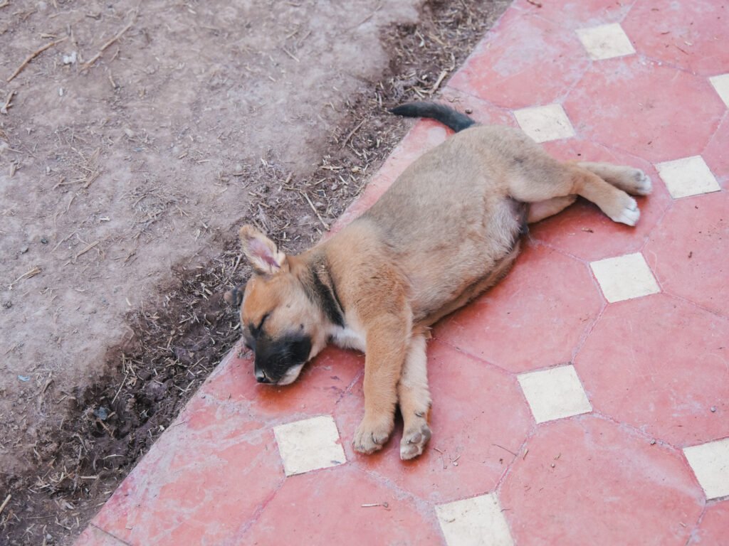 Atlas - PAM - Fondation LAE