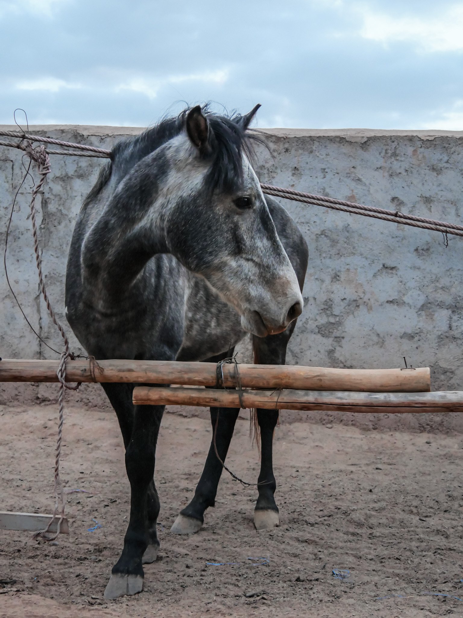 Malak - PAM - Fondation LAE