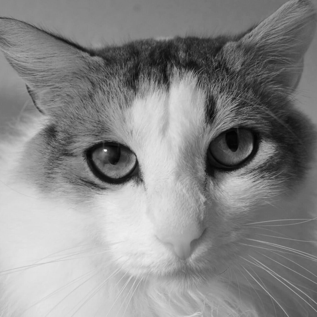 Spagnolo | Décès | SOS Chats