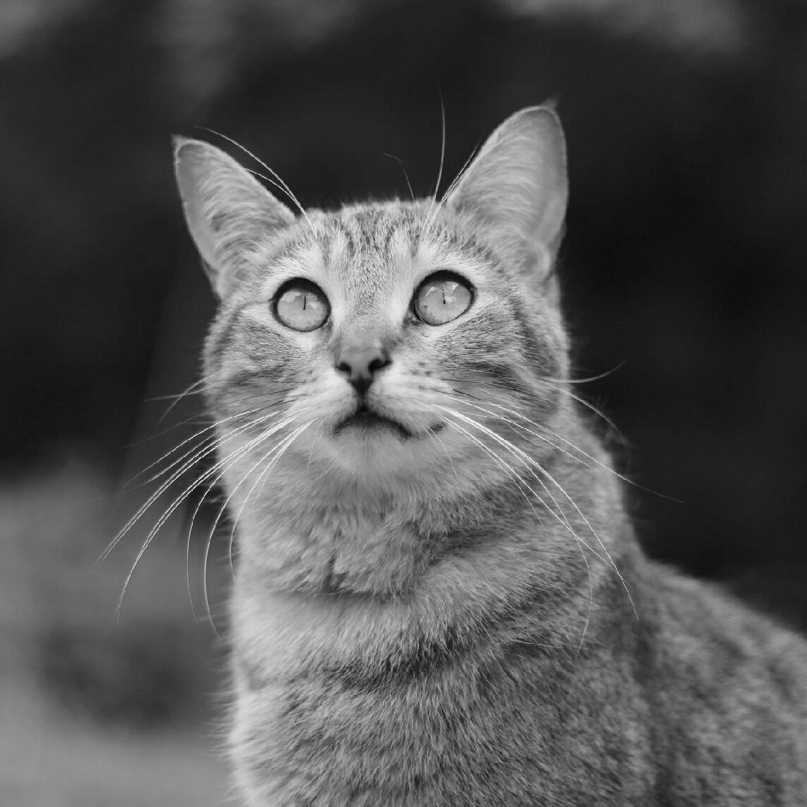 Bagheera | Décès | AVA