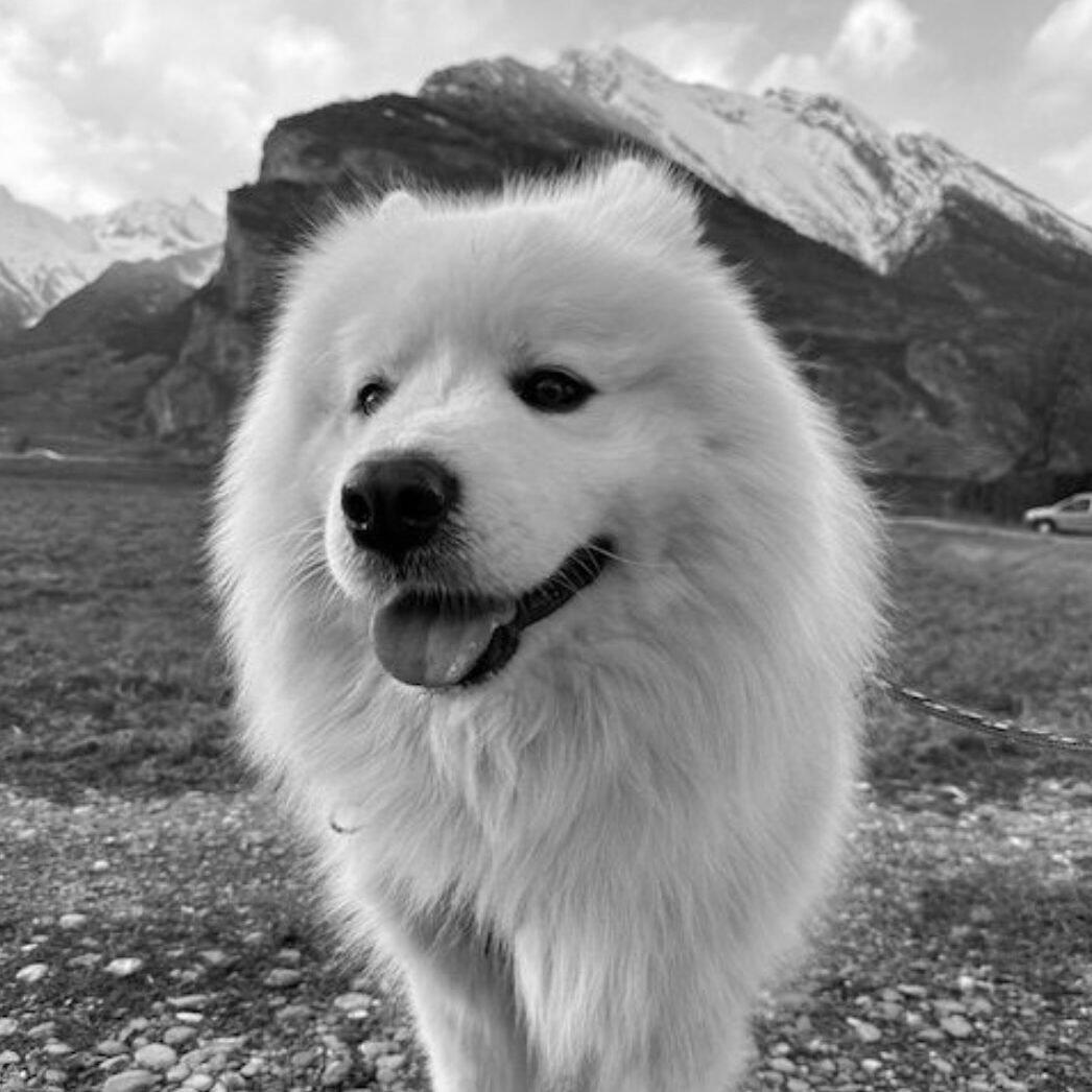 Dan | Décès | SPA Valais