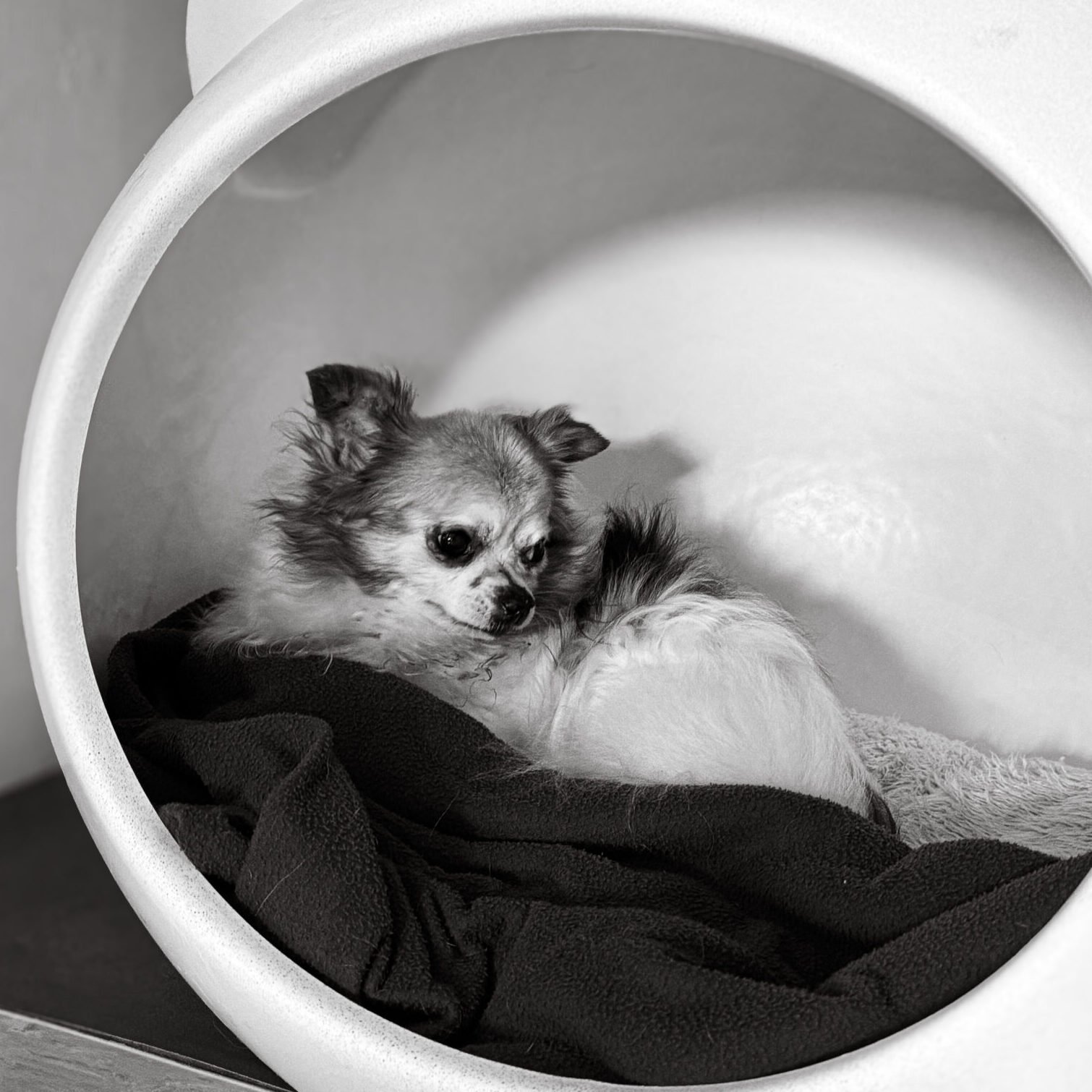 Frisson | Décès | Oasis