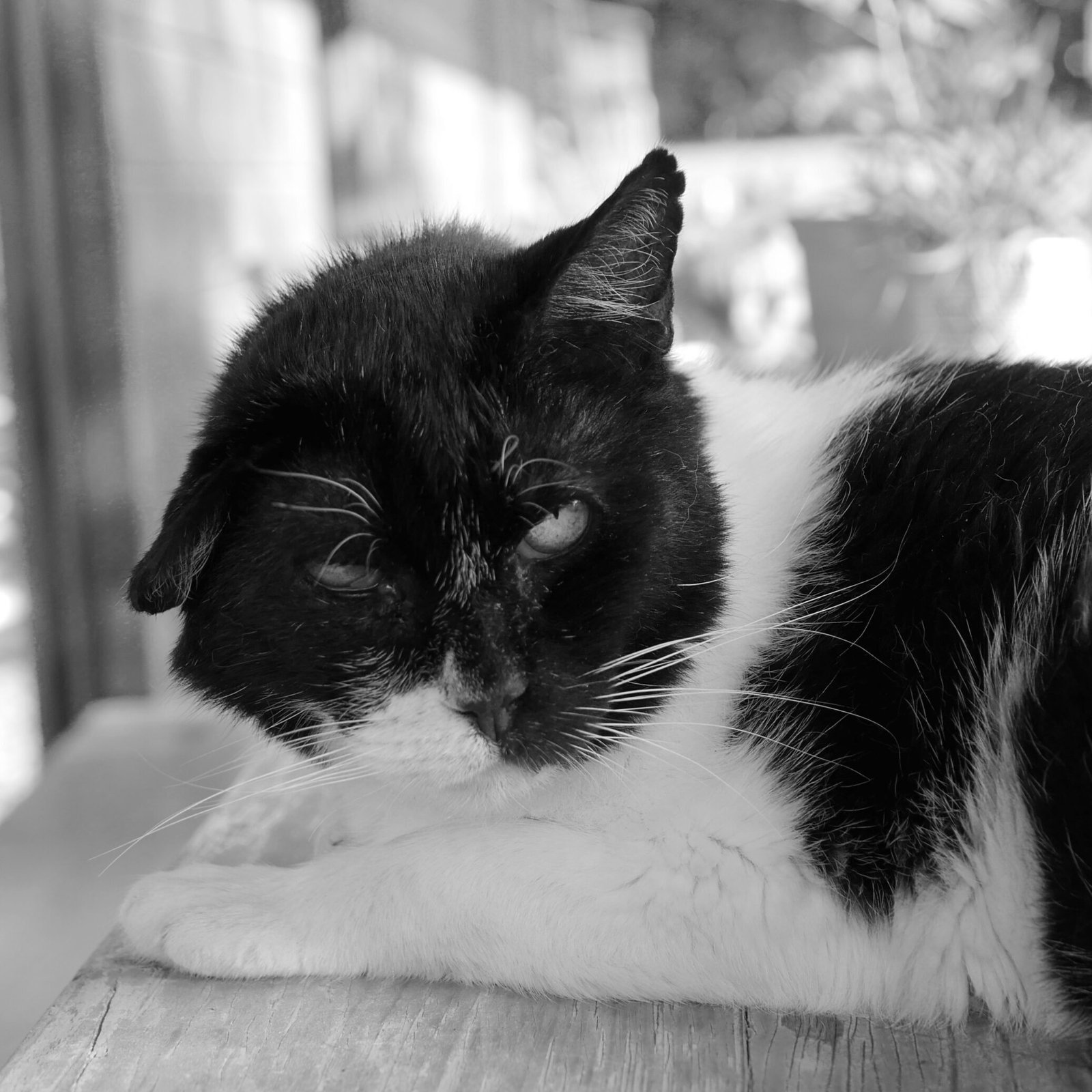 Snow - Décès - SOS Chats