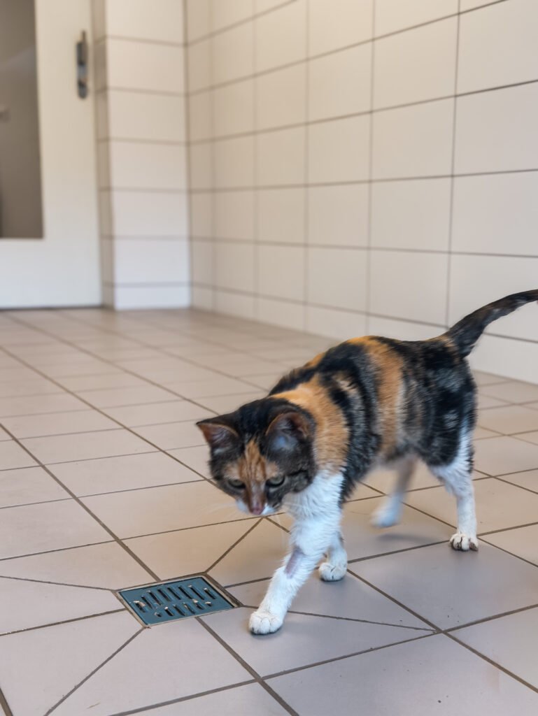 Gaëlys - SOS Chats